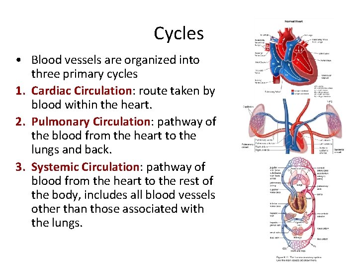 Cycles • Blood vessels are organized into three primary cycles 1. Cardiac Circulation: route