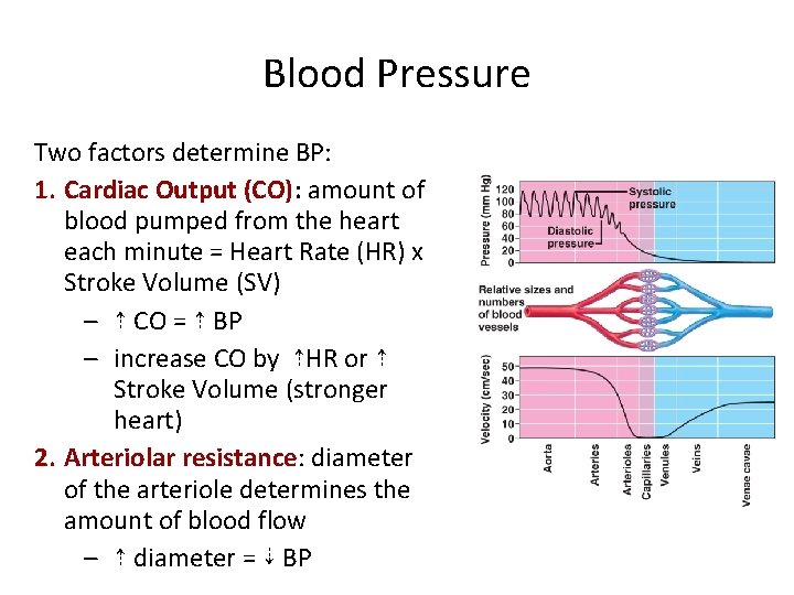 Blood Pressure Two factors determine BP: 1. Cardiac Output (CO): amount of blood pumped