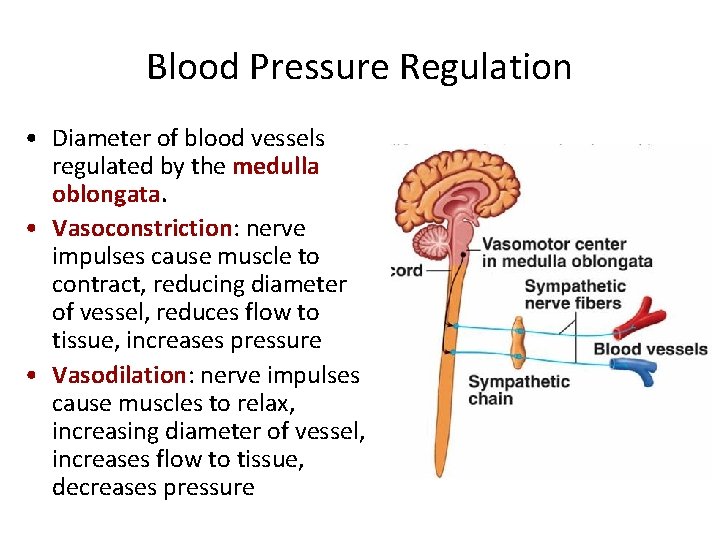 Blood Pressure Regulation • Diameter of blood vessels regulated by the medulla oblongata. •