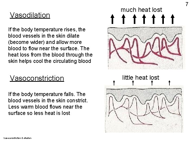 Vasodilation much heat lost If the body temperature rises, the blood vessels in the