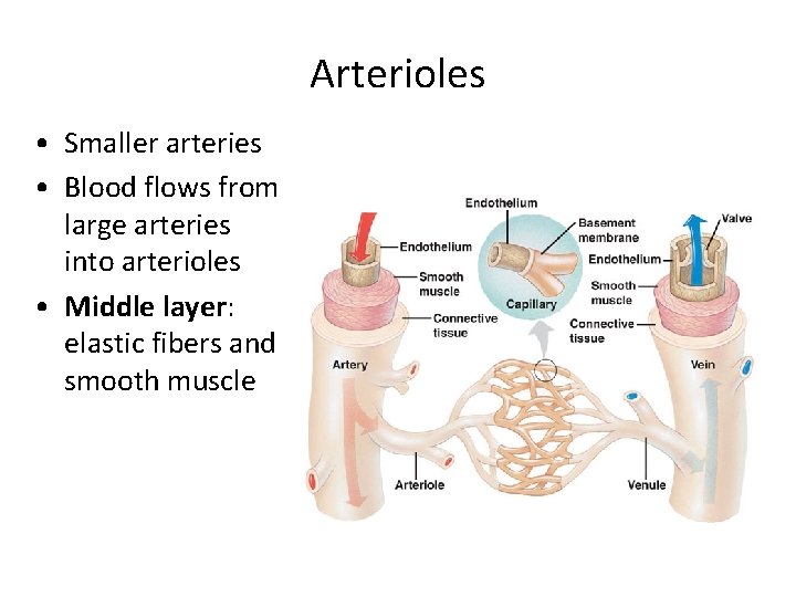 Arterioles • Smaller arteries • Blood flows from large arteries into arterioles • Middle