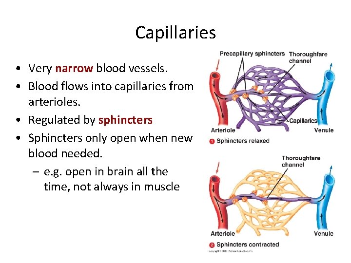 Capillaries • Very narrow blood vessels. • Blood flows into capillaries from arterioles. •