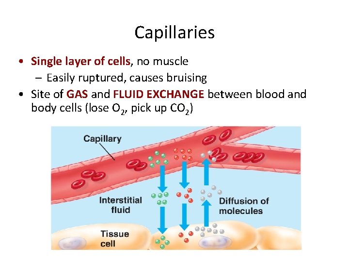 Capillaries • Single layer of cells, no muscle – Easily ruptured, causes bruising •