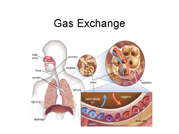 Gas Exchange 