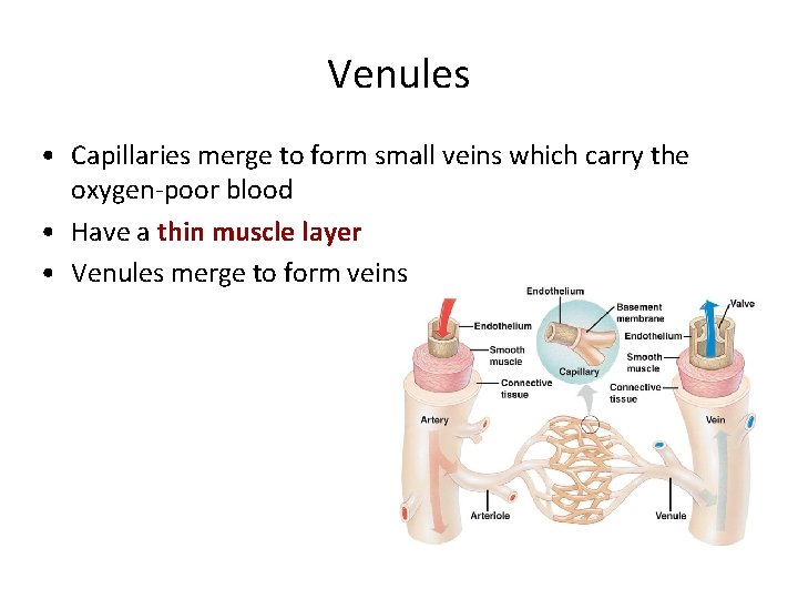 Venules • Capillaries merge to form small veins which carry the oxygen-poor blood •