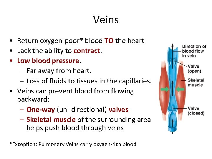 Veins • Return oxygen-poor* blood TO the heart • Lack the ability to contract.