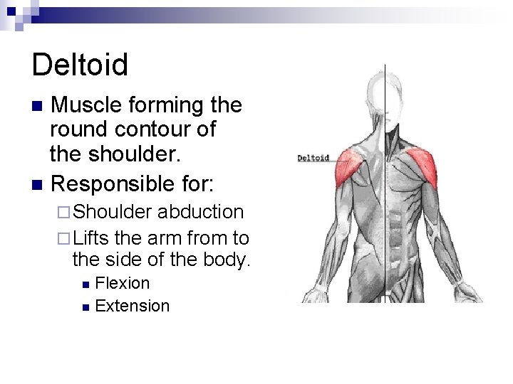 Deltoid Muscle forming the round contour of the shoulder. n Responsible for: n ¨