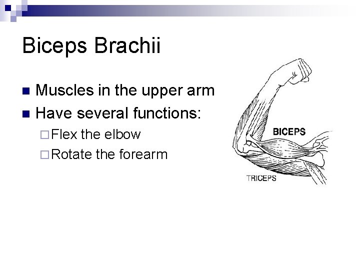 Biceps Brachii Muscles in the upper arm n Have several functions: n ¨ Flex