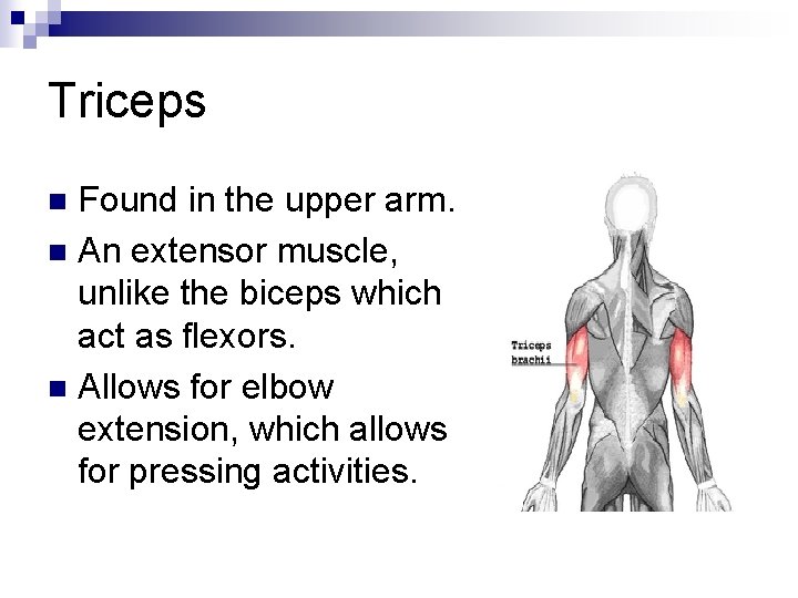 Triceps Found in the upper arm. n An extensor muscle, unlike the biceps which