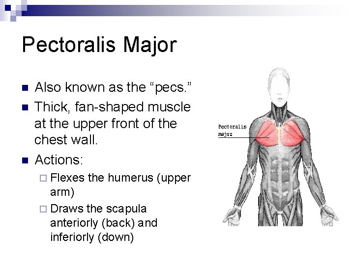 Pectoralis Major n n n Also known as the “pecs. ” Thick, fan-shaped muscle