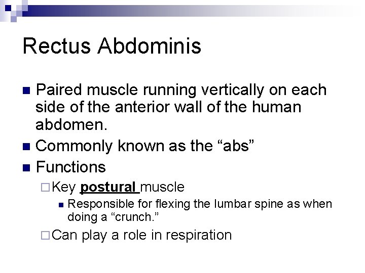 Rectus Abdominis Paired muscle running vertically on each side of the anterior wall of