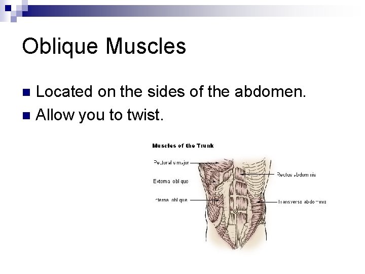 Oblique Muscles Located on the sides of the abdomen. n Allow you to twist.