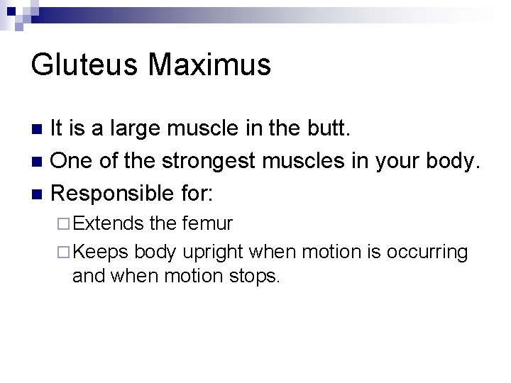 Gluteus Maximus It is a large muscle in the butt. n One of the