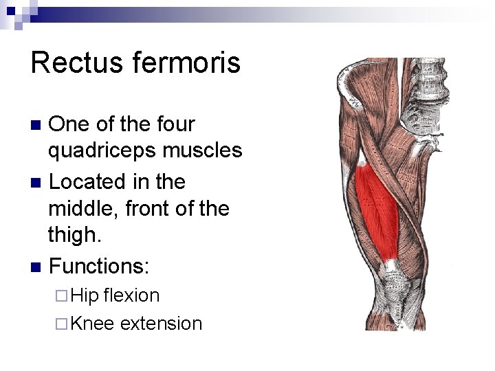 Rectus fermoris One of the four quadriceps muscles n Located in the middle, front