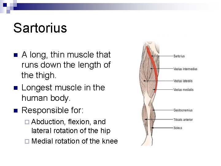 Sartorius n n n A long, thin muscle that runs down the length of