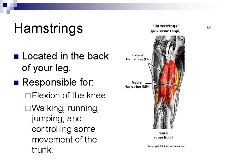 Hamstrings Located in the back of your leg. n Responsible for: n ¨ Flexion