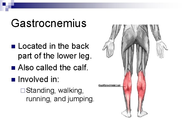 Gastrocnemius Located in the back part of the lower leg. n Also called the