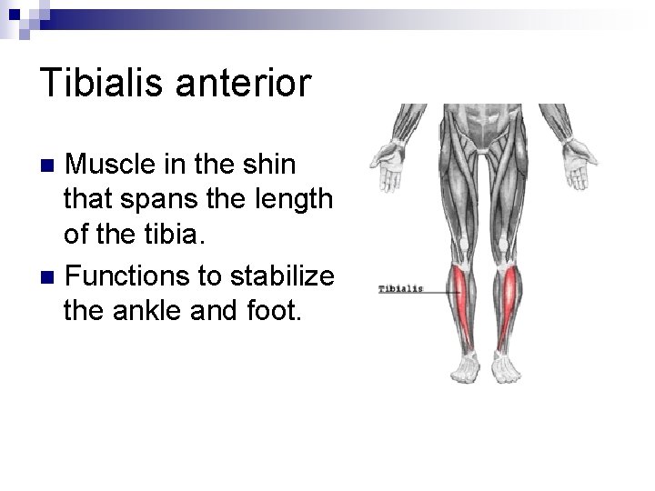 Tibialis anterior Muscle in the shin that spans the length of the tibia. n