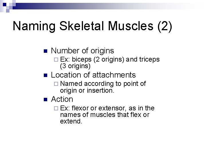 Naming Skeletal Muscles (2) n Number of origins ¨ Ex: biceps (2 origins) and