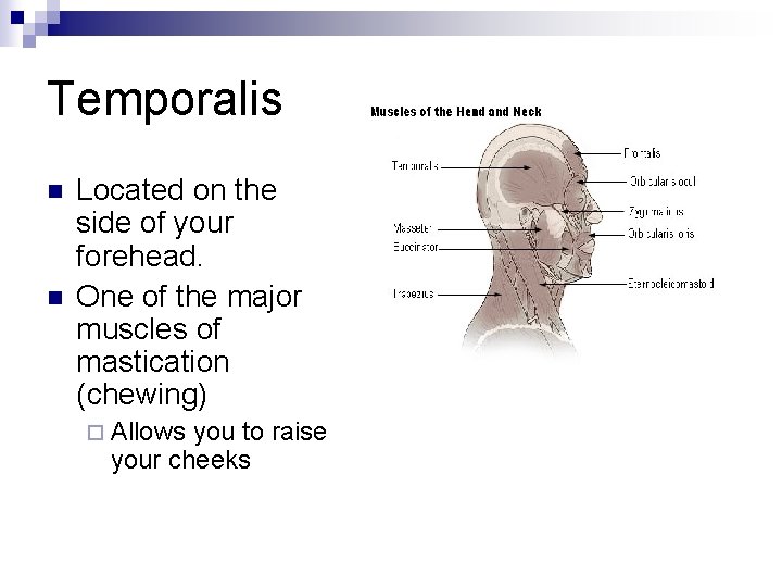 Temporalis n n Located on the side of your forehead. One of the major