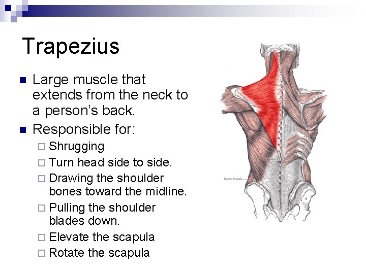Trapezius n n Large muscle that extends from the neck to a person’s back.