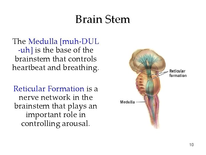 Brain Stem The Medulla [muh-DUL -uh] is the base of the brainstem that controls
