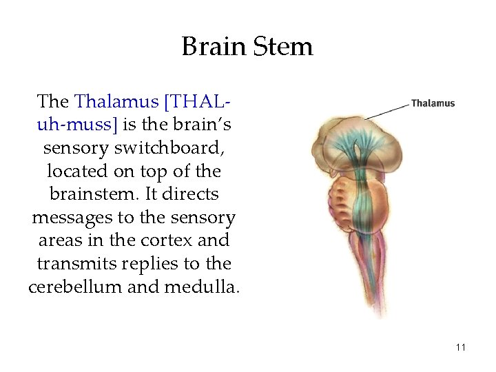Brain Stem The Thalamus [THALuh-muss] is the brain’s sensory switchboard, located on top of