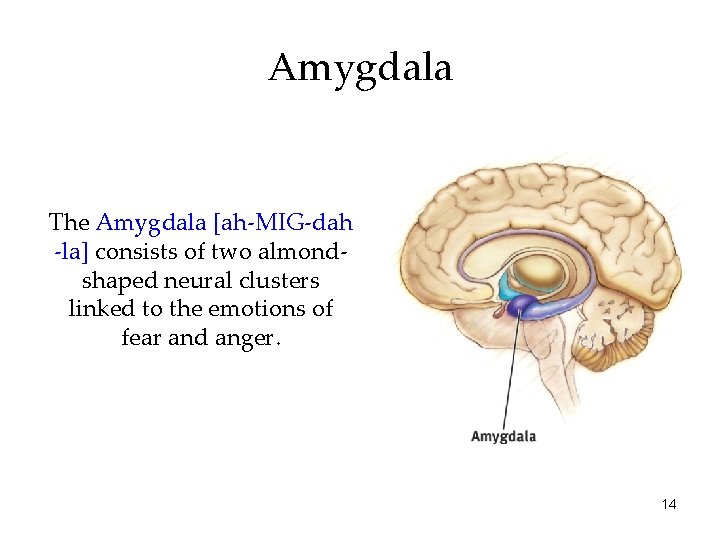 Amygdala The Amygdala [ah-MIG-dah -la] consists of two almondshaped neural clusters linked to the