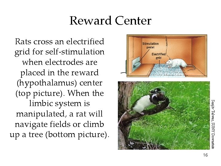 Reward Center Sanjiv Talwar, SUNY Downstate Rats cross an electrified grid for self-stimulation when