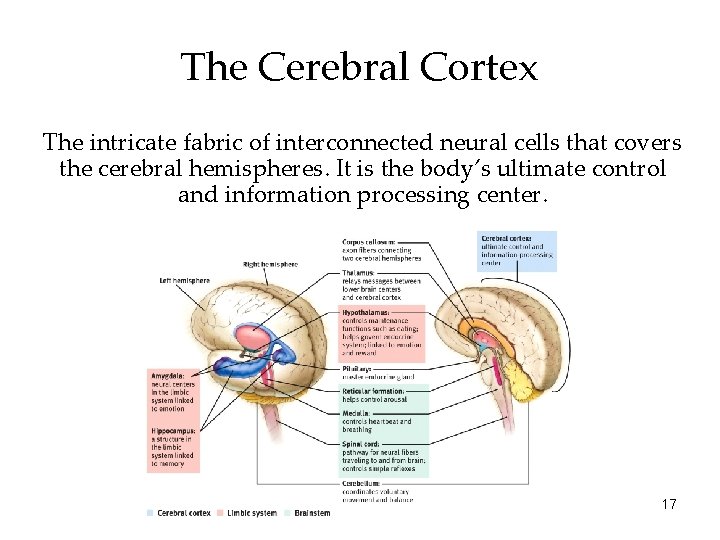 The Cerebral Cortex The intricate fabric of interconnected neural cells that covers the cerebral