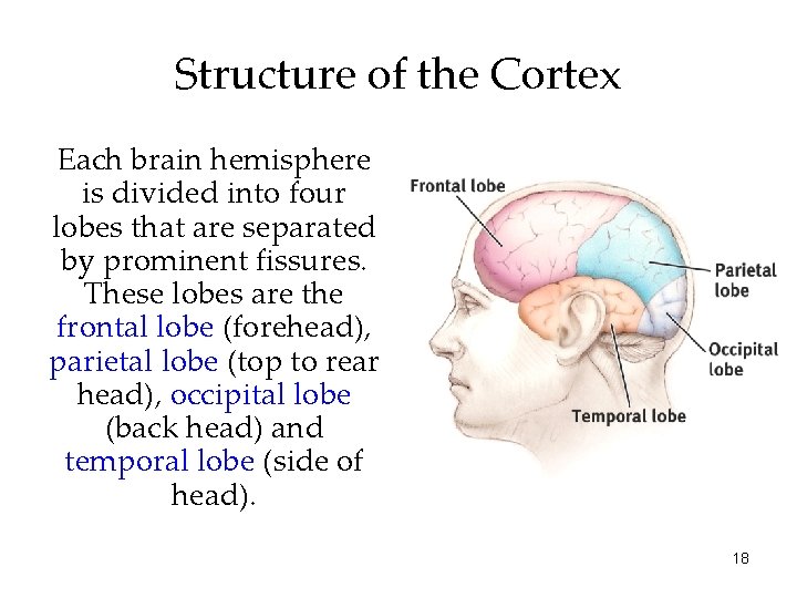 Structure of the Cortex Each brain hemisphere is divided into four lobes that are