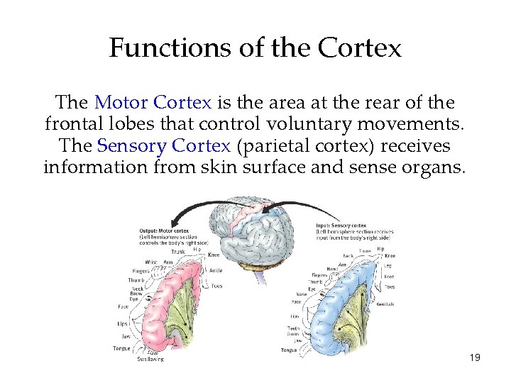 Functions of the Cortex The Motor Cortex is the area at the rear of