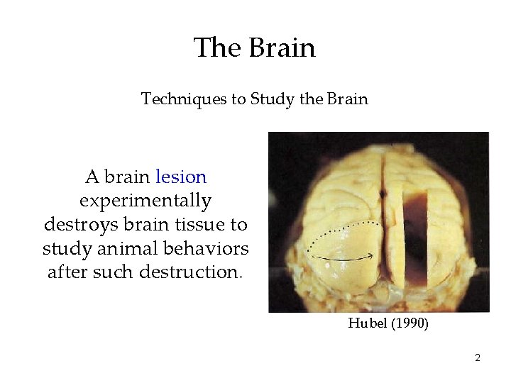 The Brain Techniques to Study the Brain A brain lesion experimentally destroys brain tissue
