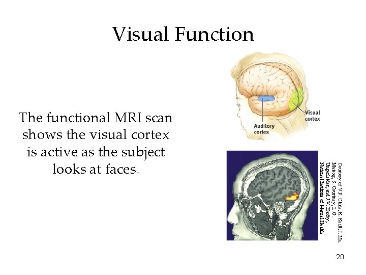 Visual Function Courtesy of V. P. Clark, K. Keill, J. Maisog, S. Courtney, L.