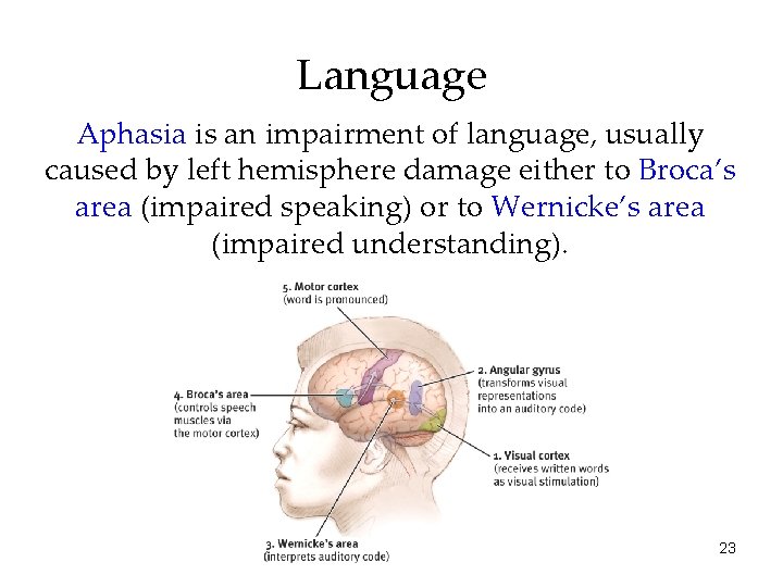 Language Aphasia is an impairment of language, usually caused by left hemisphere damage either