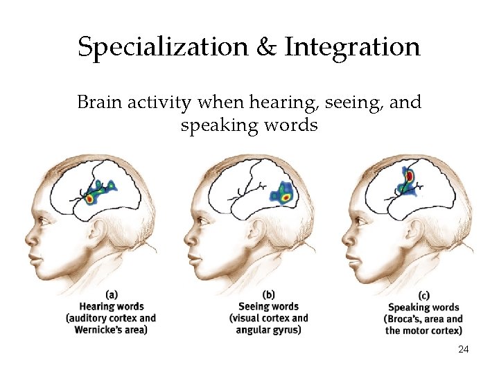 Specialization & Integration Brain activity when hearing, seeing, and speaking words 24 