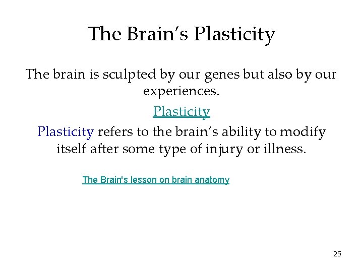 The Brain’s Plasticity The brain is sculpted by our genes but also by our