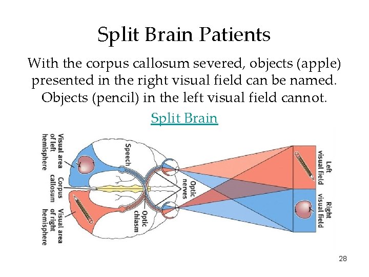 Split Brain Patients With the corpus callosum severed, objects (apple) presented in the right