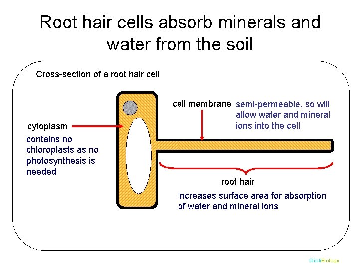 Root hair cells absorb minerals and water from the soil Cross-section of a root