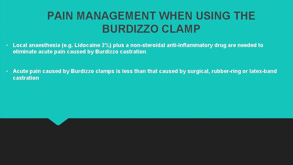 PAIN MANAGEMENT WHEN USING THE BURDIZZO CLAMP • Local anaesthesia (e. g. Lidocaine 2%) PAIN MANAGEMENT WHEN USING THE BURDIZZO CLAMP • Local anaesthesia (e. g. Lidocaine 2%)