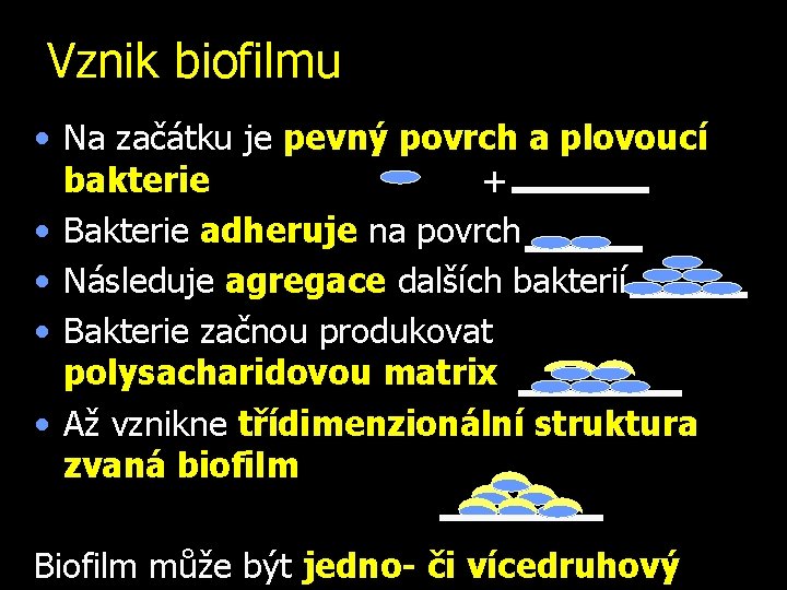 Vznik biofilmu • Na začátku je pevný povrch a plovoucí bakterie + • Bakterie