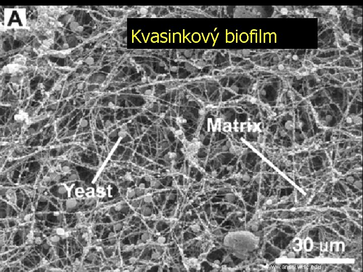 Kvasinkový biofilm www. ansci. wisc. edu 