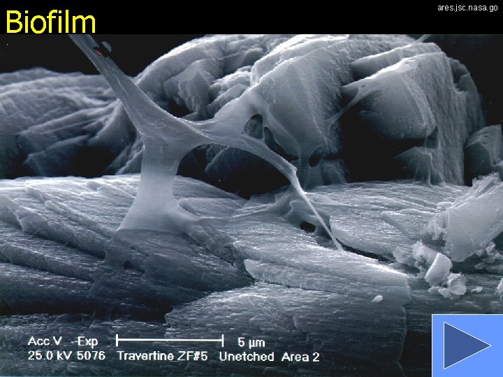 Biofilm ares. jsc. nasa. go 