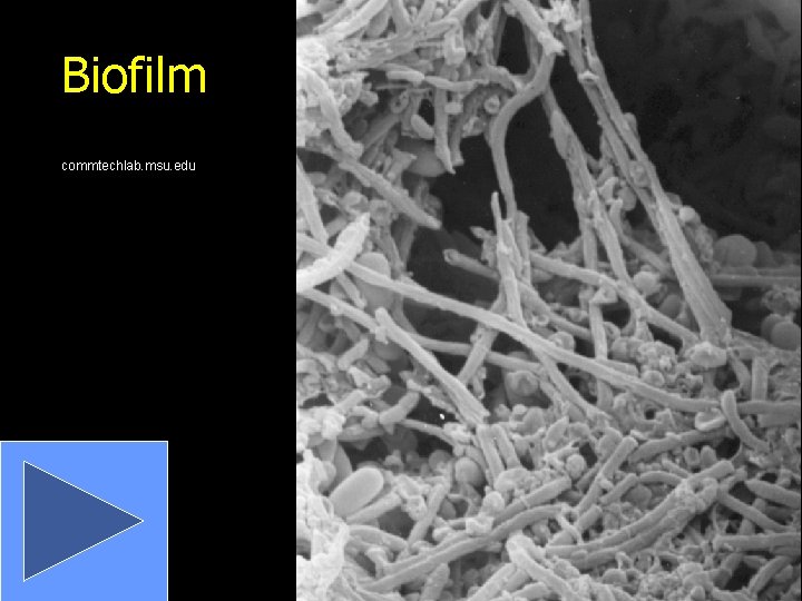 Biofilm commtechlab. msu. edu 