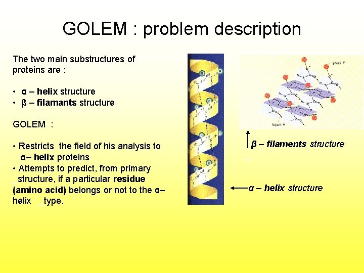 GOLEM : problem description The two main substructures of proteins are : • α