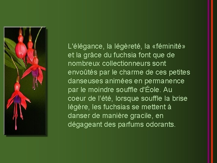 L'élégance, la légèreté, la «féminité» et la grâce du fuchsia font que de nombreux