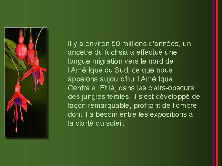 Il y a environ 50 millions d'années, un ancêtre du fuchsia a effectué une