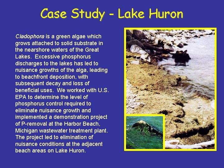 Case Study - Lake Huron Cladophora is a green algae which grows attached to