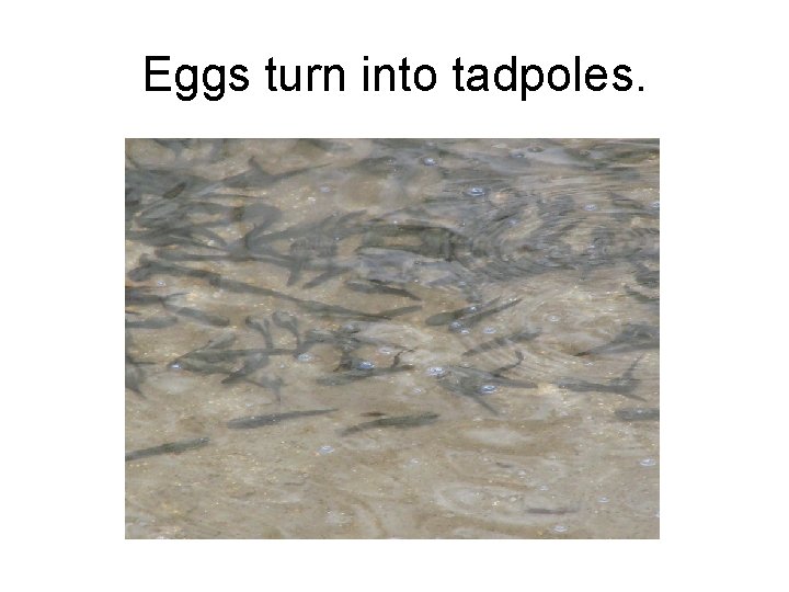 Eggs turn into tadpoles. 