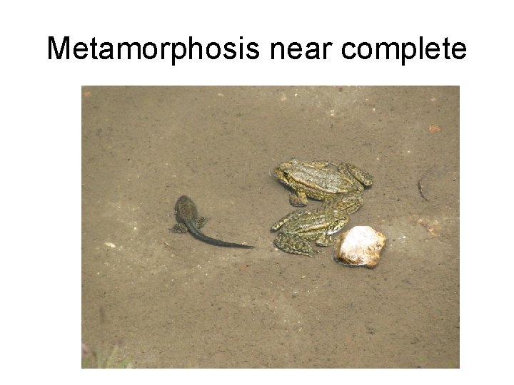 Metamorphosis near complete 